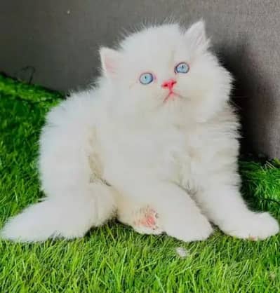 person cat for sale only Whatsapp number 03327945291