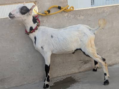 teddy goat