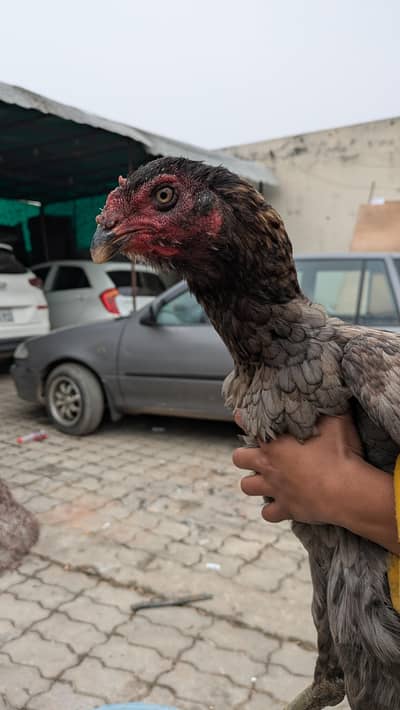 pure thai penus female available