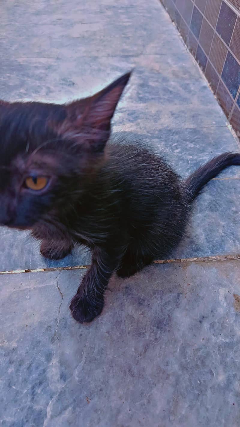 Persian cats 1