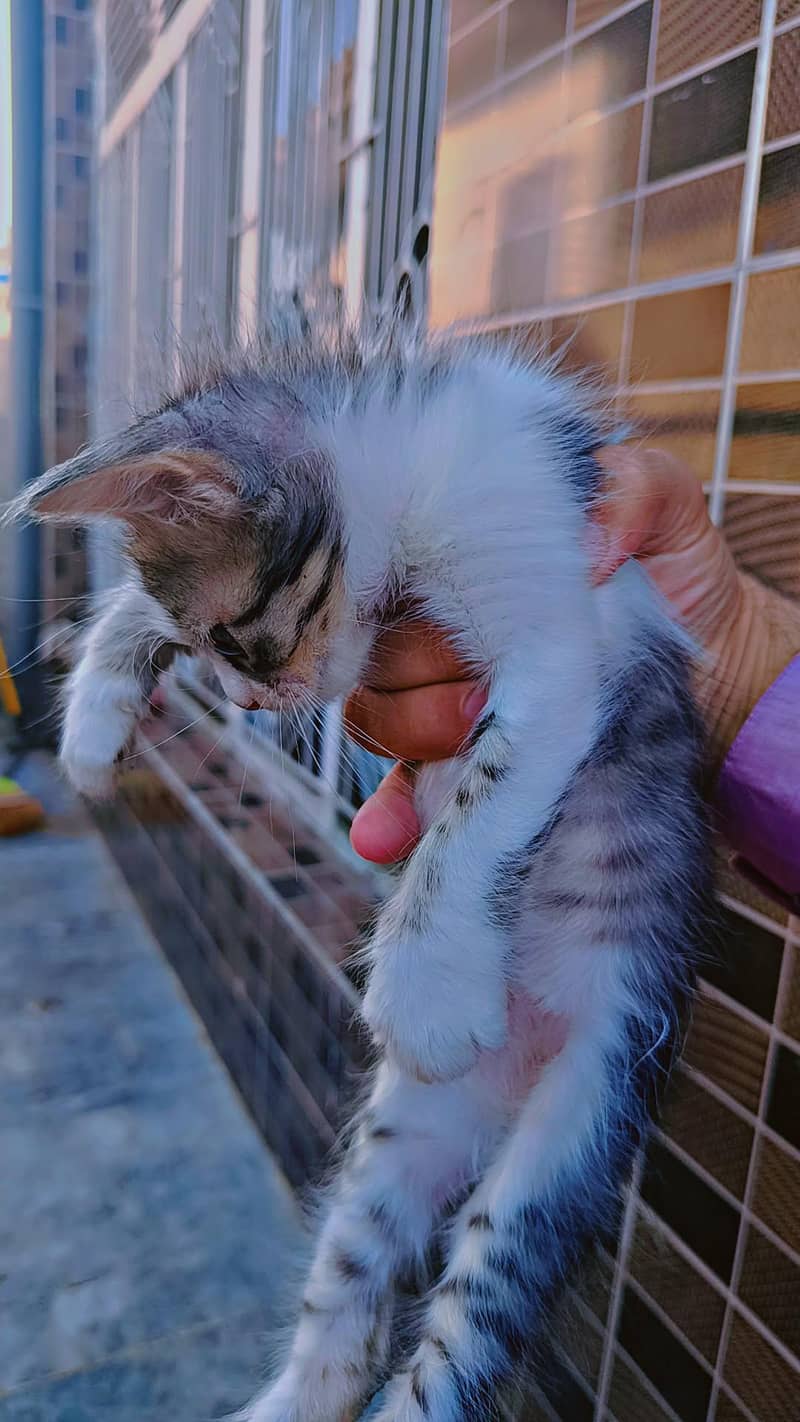 Persian cats 2