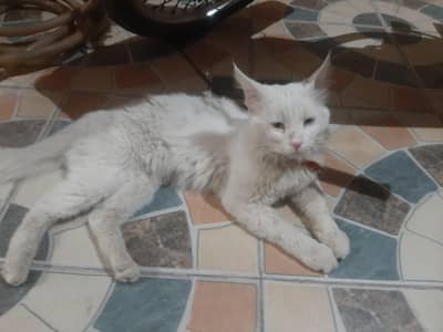 parshian male cate