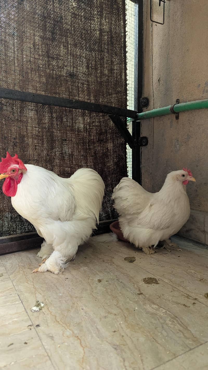 Bantam Pair 0
