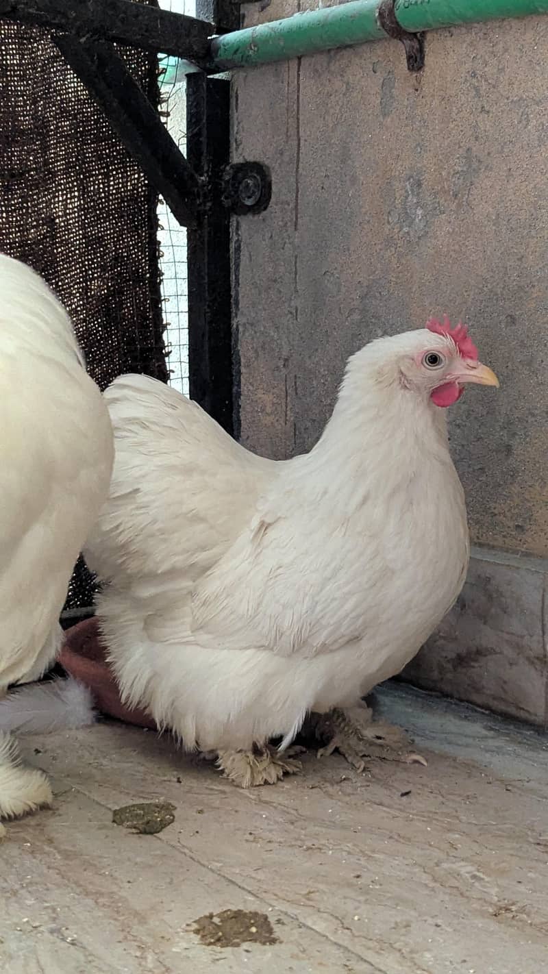 Bantam Pair 1