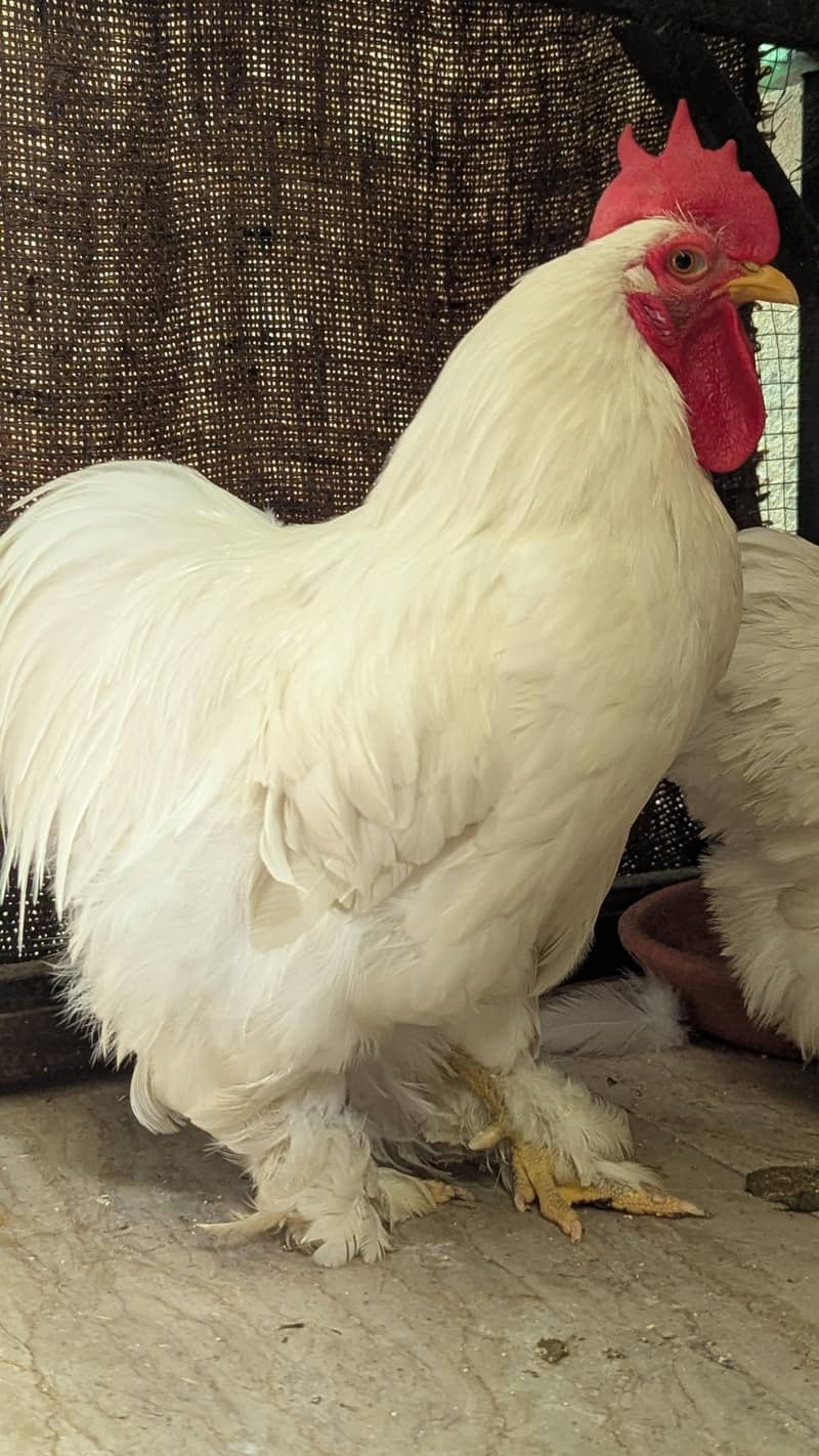 Bantam Pair 2