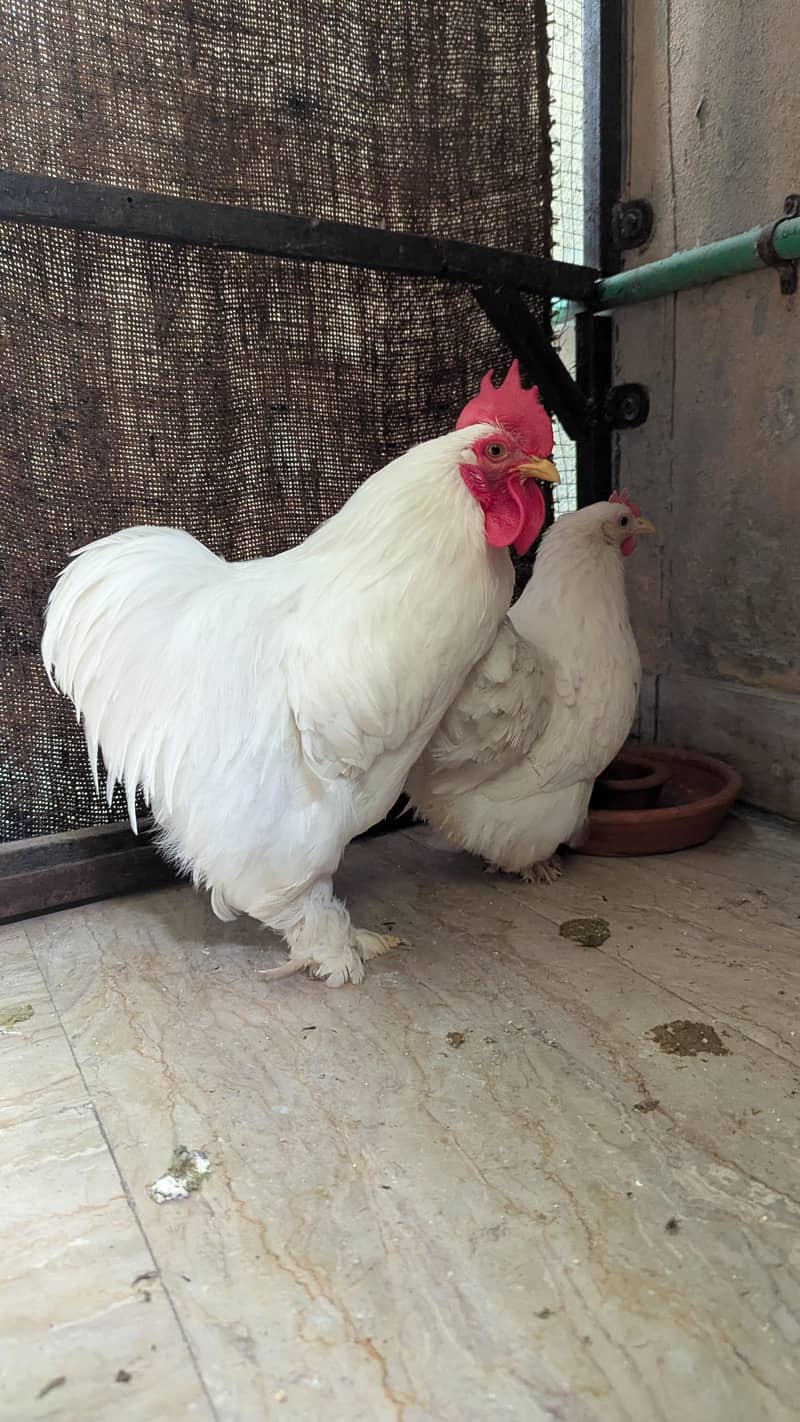 Bantam Pair 3