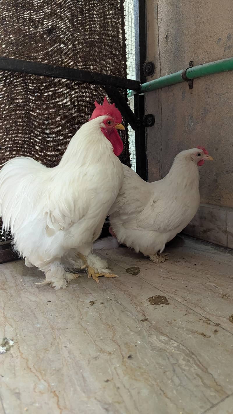 Bantam Pair 4
