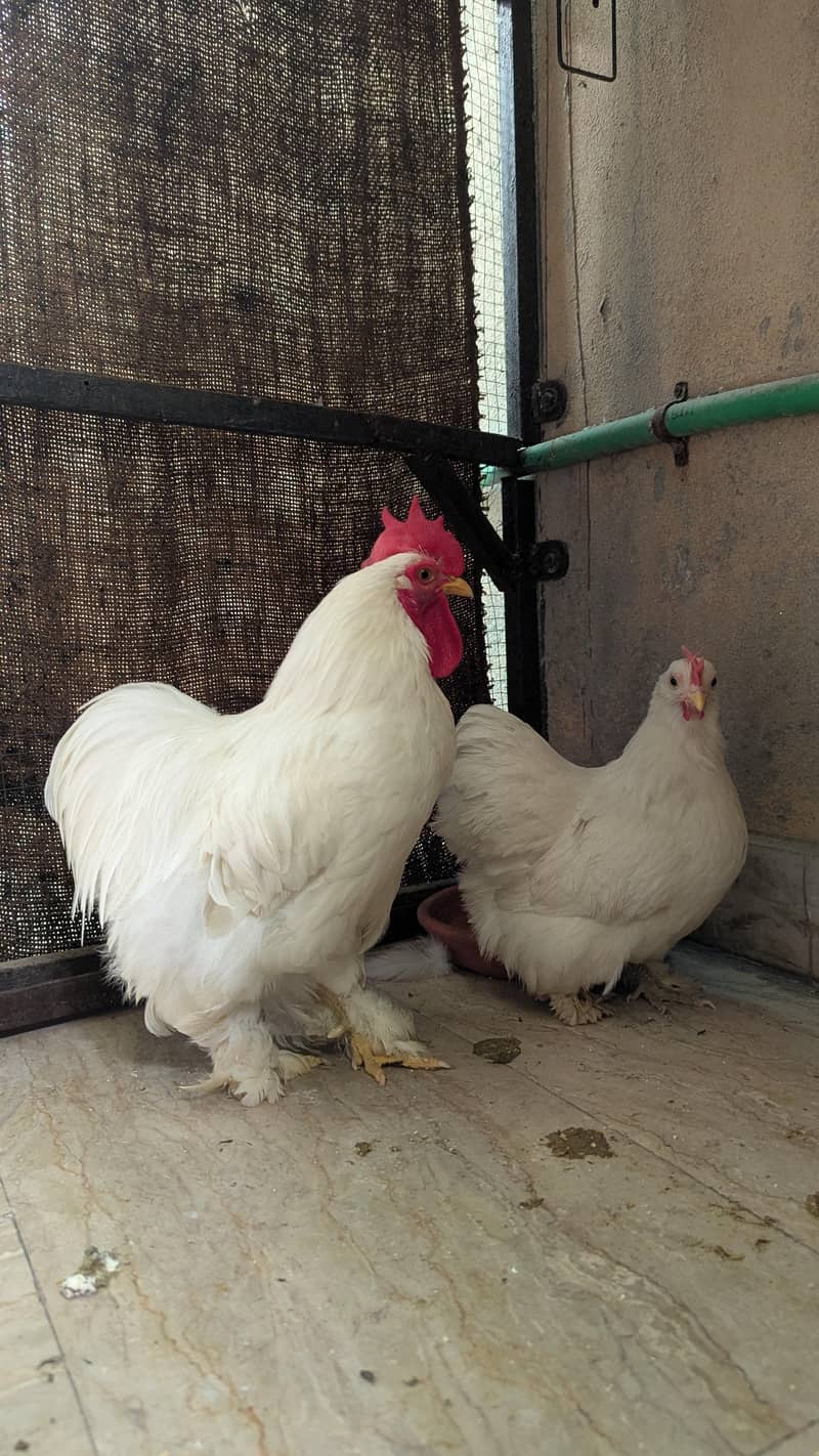 Bantam Pair 5