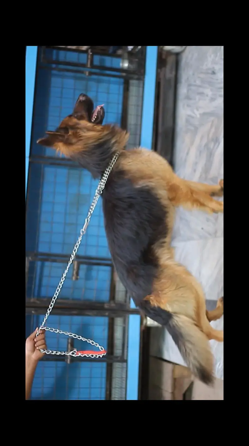 German shepherd male dog - long Cote -dog
