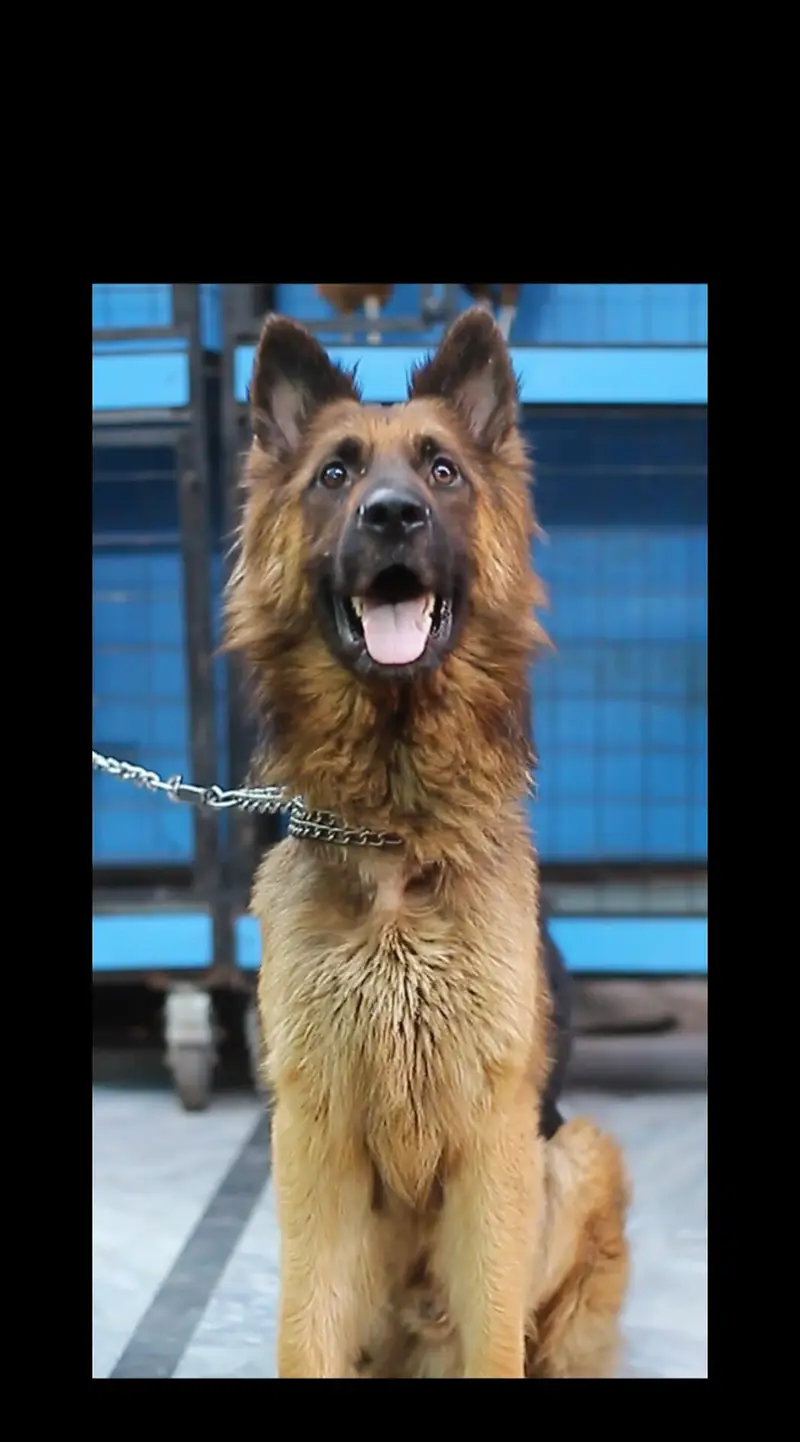 German shepherd male dog - long Cote -dog — photo 2