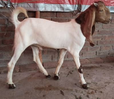 bakra for sale