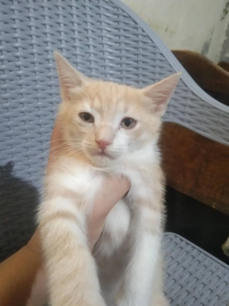 Persian 0