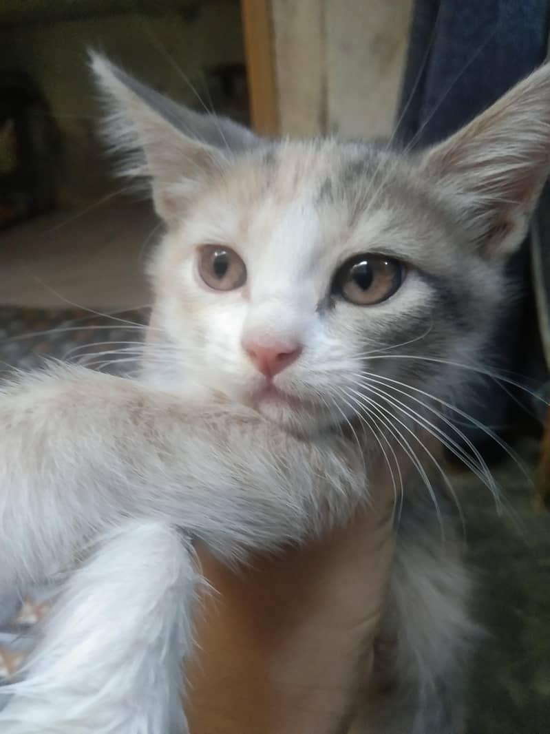 Persian 1