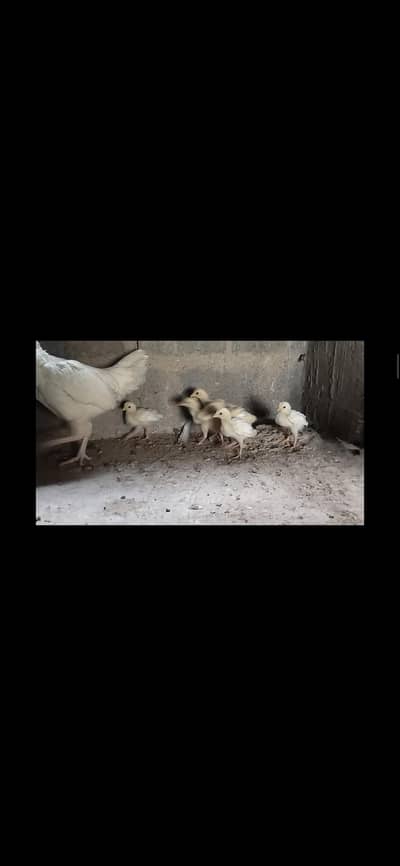 ASEEL CHICKS FOR SALE