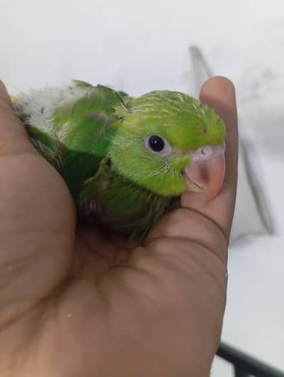 Parrot chicks
