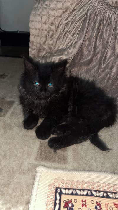 Jet black persian kitten
