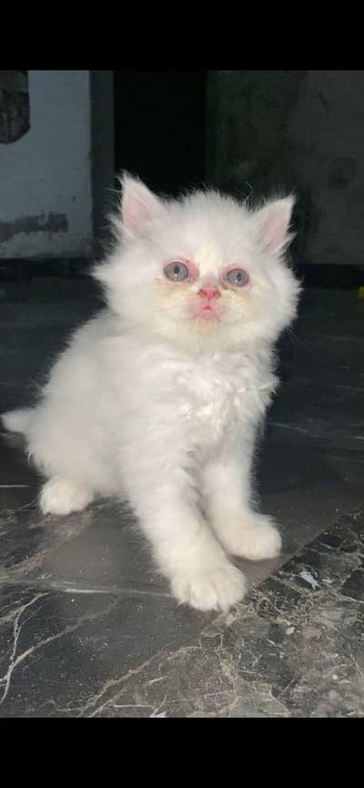*Persian Cats Available for sale*