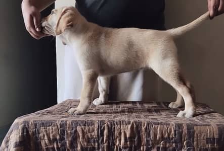 Pedigreed Female Labrador Pup