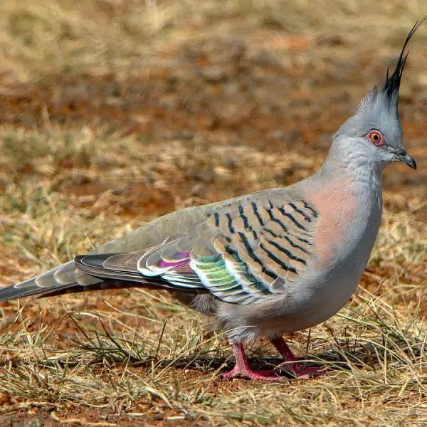 Crested dove 0
