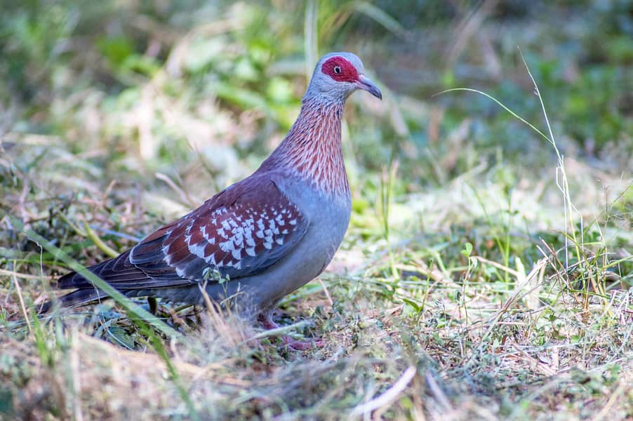 Crested dove 1