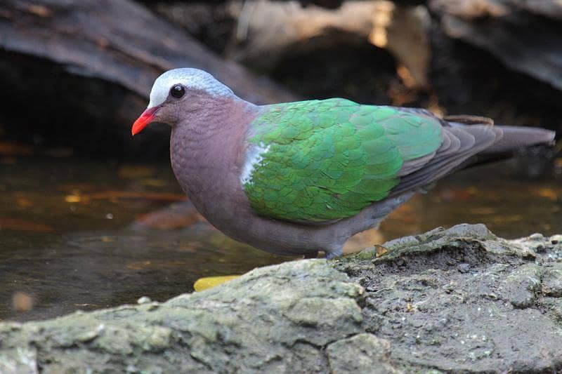 Crested dove 2