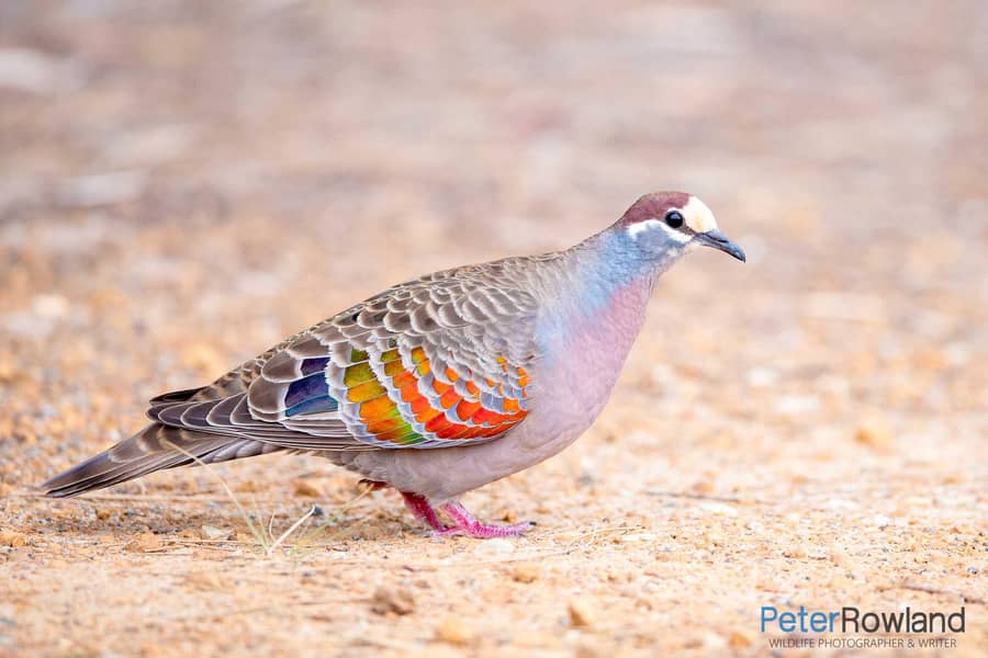 Crested dove 3