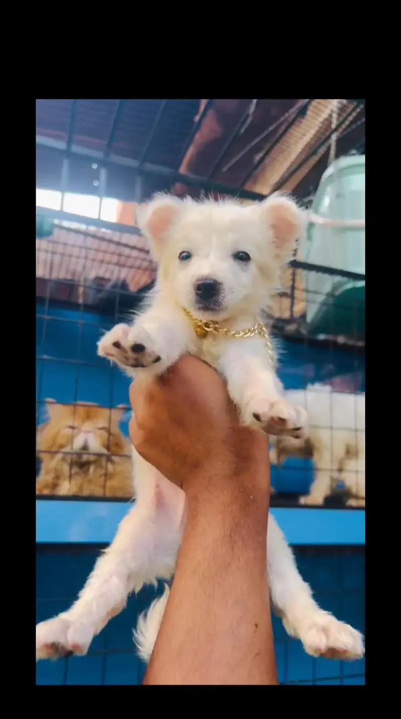 Russian dog puppy - white dog