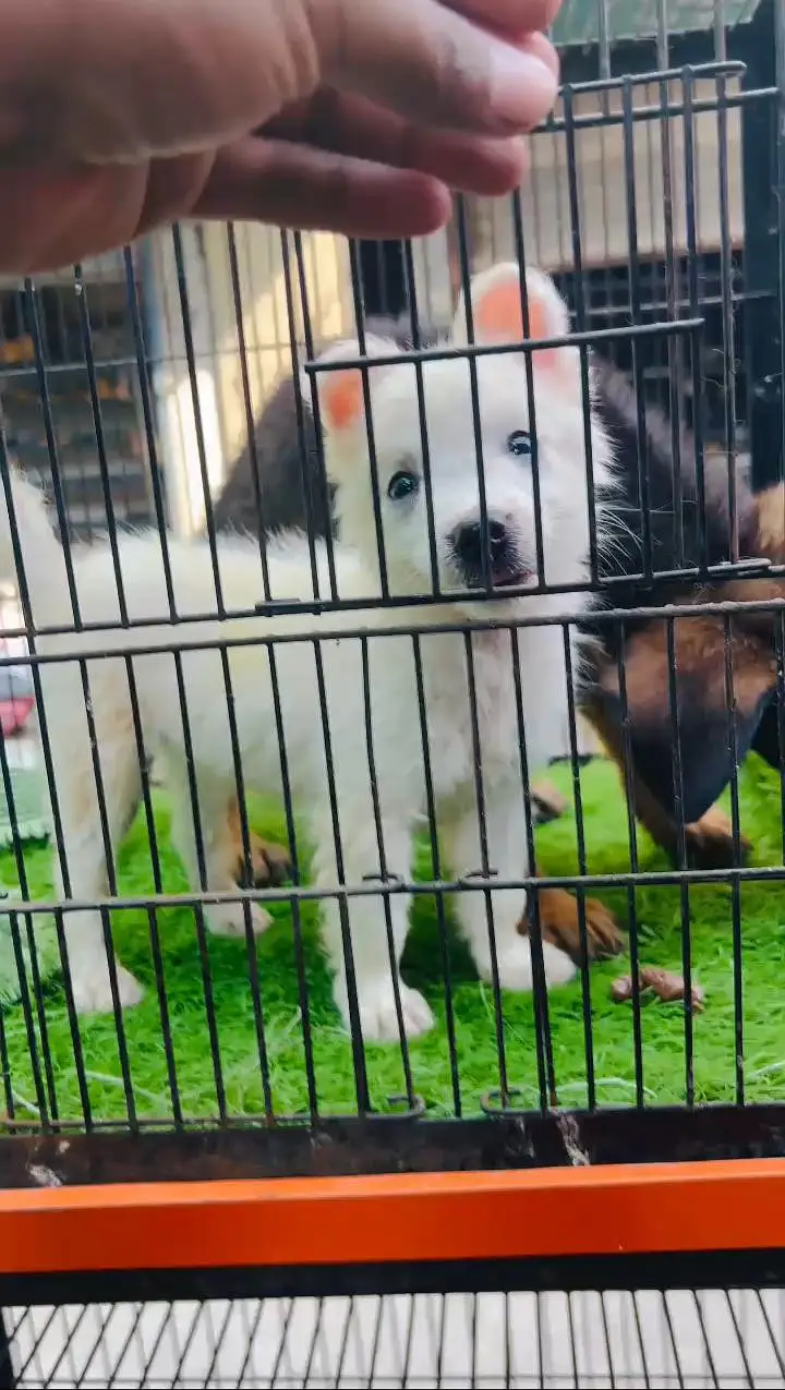 Russian dog puppy - white dog — photo 2