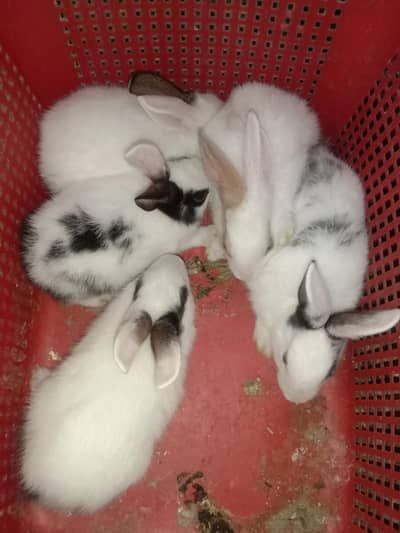 rabbit baby pair for sale 03224186572