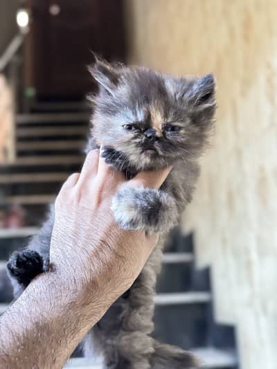 persian female