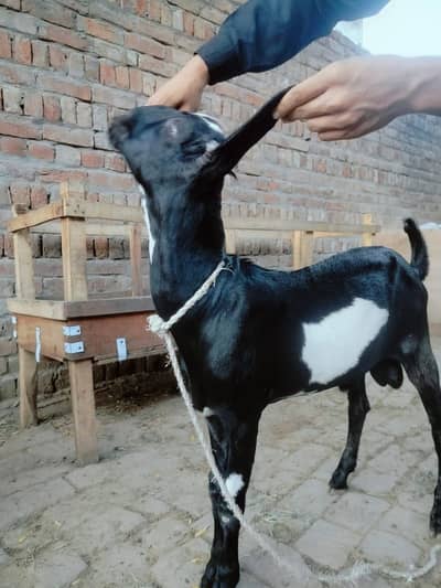 Peetal bakra 3/4 months ka 38000