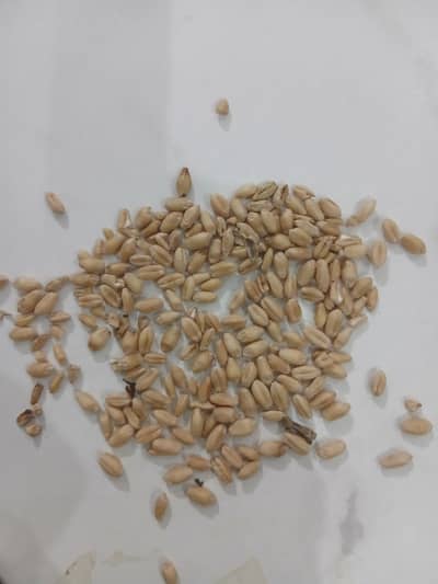 WHEAT FOR SALE
