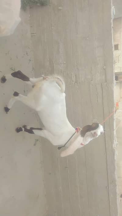 Punjab bakri or bakra or gulabi path or dumba for sale 03143622008