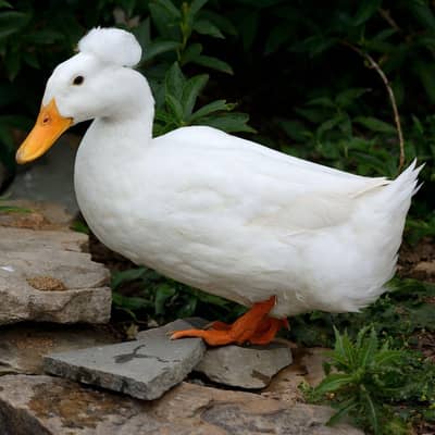 crested duck