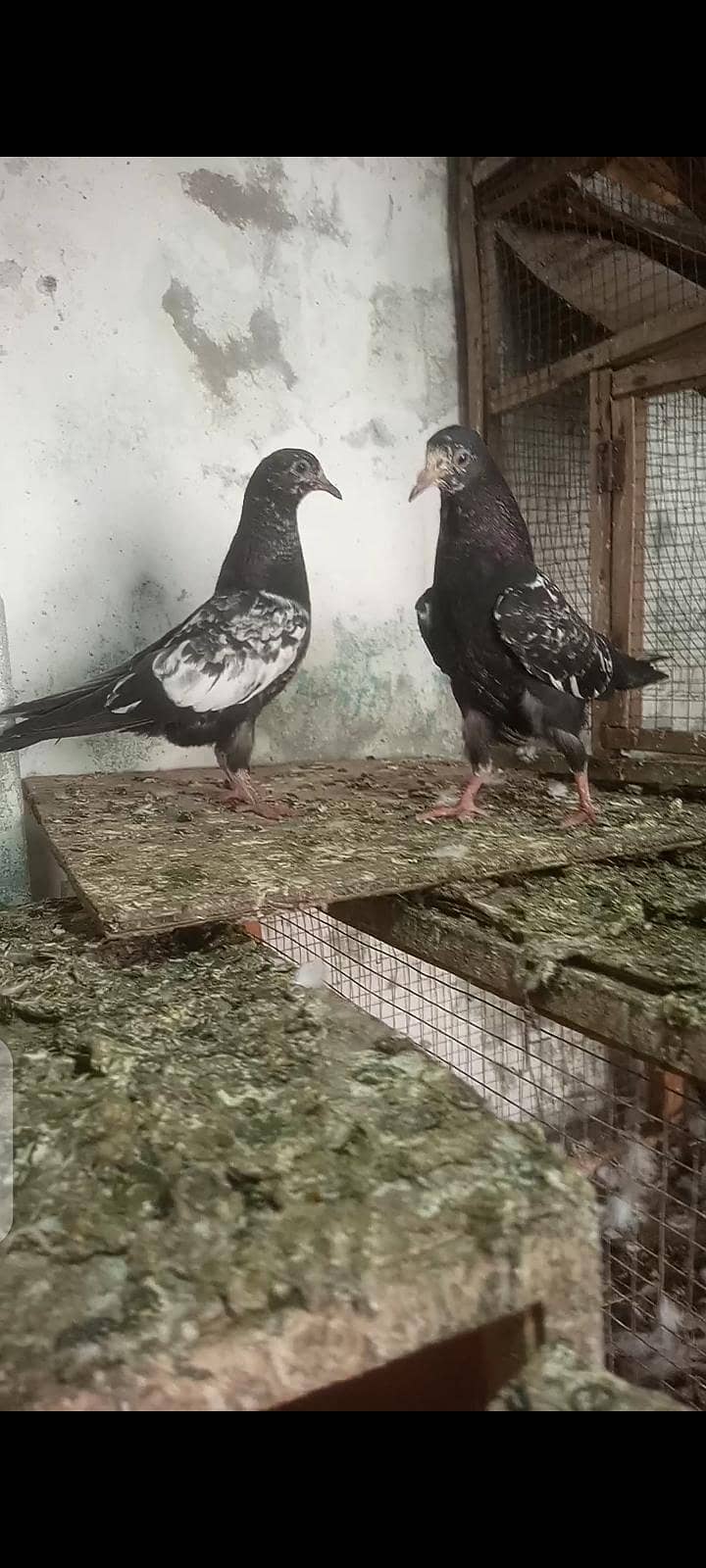 Rampuri pathi patha 0