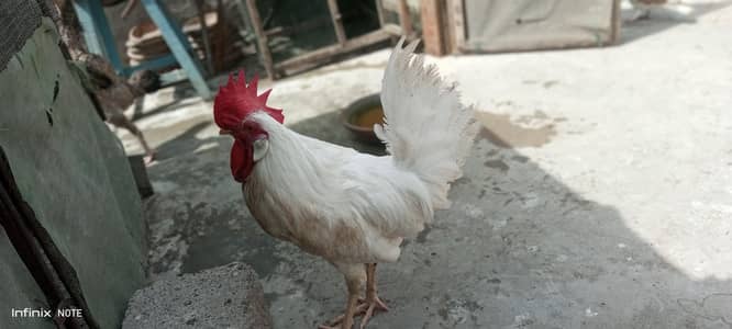 For Sell Hen