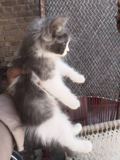 persian cats for sale per pair 6000 only