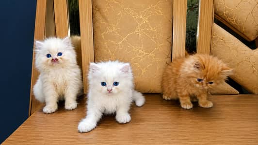 Blue eyes pUnch face kittens for sale 03234102419