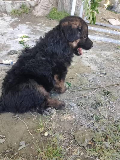 German Shepherd Longcoat females