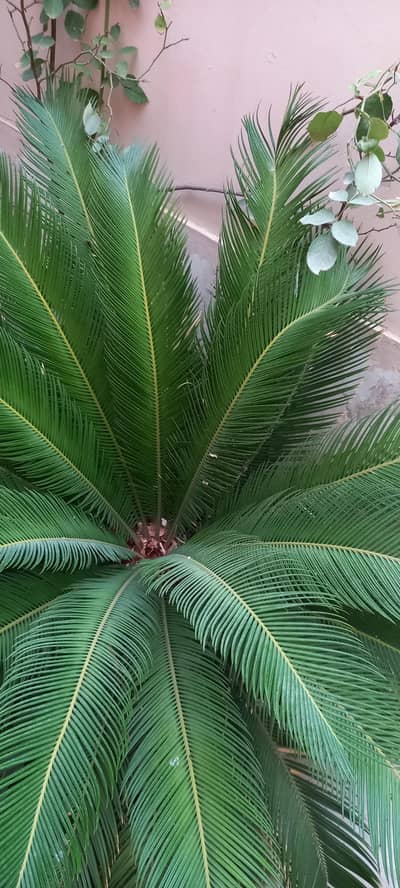 Two Kangi palm plants for Sale