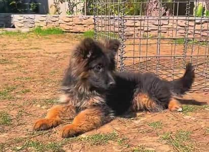 German shepherd puppies for sale healthy 0326=65=49=136