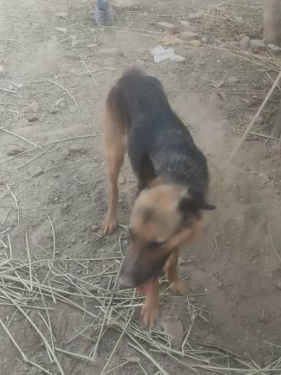 German shepherd