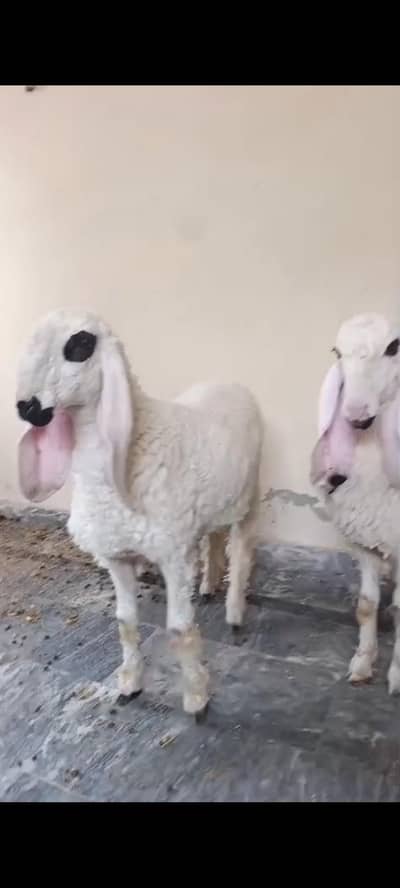 Sargodha Breed For Sale