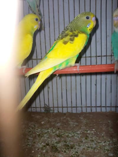 healthy and active budgies in best price for sell. . . . .