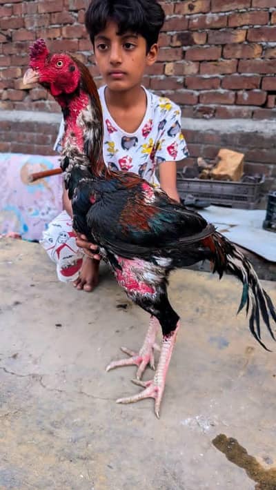 old blood line nazbot ghand jor mazbot body main breeder murga