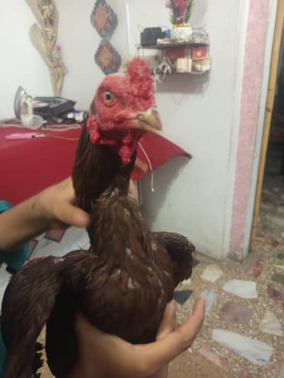 Active aur Healthy Murga Sale ke Liye 03143561545