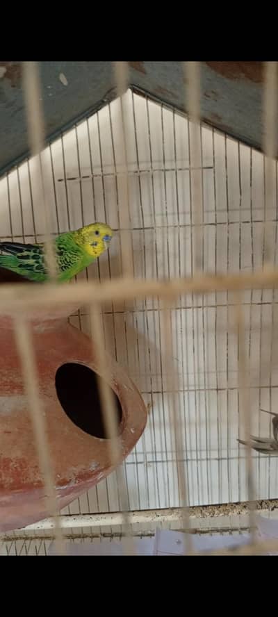 austrailian parrot + cocktail