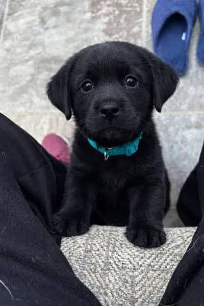 American Black Labrador 03049223065