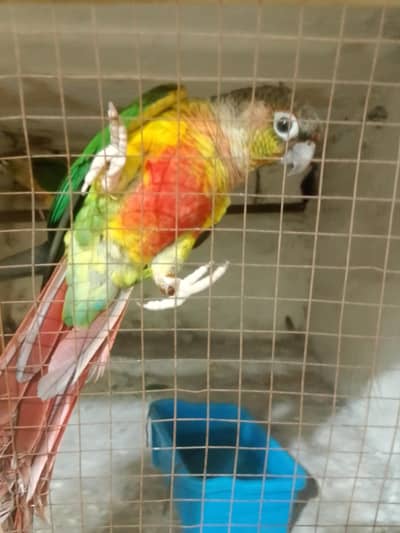 17000 urgent sell fully tame male female with DNA breader pair