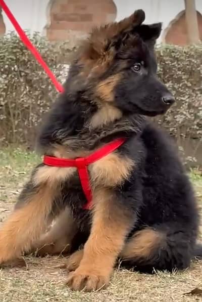 German shepherd puppies for sale healthy 0326=65=49=136